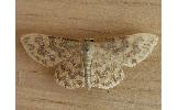 Idaea Idaea