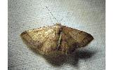 Idaea foedata