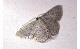 Idaea imbecilla