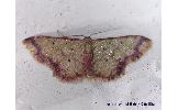 Idaea impexa impexa