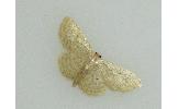 Idaea invalida invalida