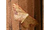Idaea jakima