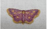 Idaea muricata minor