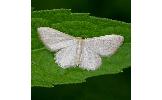 Idaea remissa