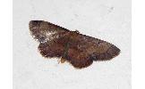Idaea salutaria