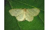 Idaea trisetata