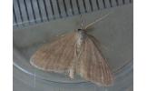 Scopula Scopula