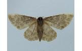 Idaea Idaea