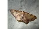 Idaea foedata