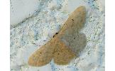 Idaea imbecilla