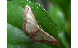 Idaea impexa impexa