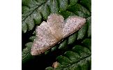 Idaea invalida invalida