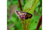 Idaea muricata minor