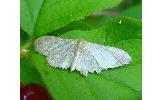 Idaea remissa