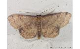 Idaea salutaria