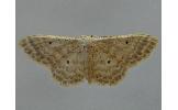 Idaea trisetata