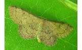 Idaea foedata