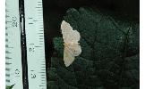 Idaea imbecilla
