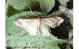 Idaea impexa impexa