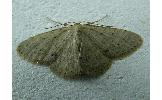 Idaea invalida invalida