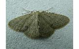 Idaea Idaea