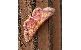 Idaea muricata minor