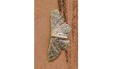 Idaea remissa