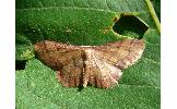 Idaea salutaria