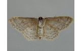 Idaea trisetata