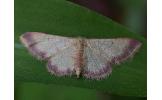 Idaea impexa impexa