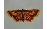 Idaea muricata minor