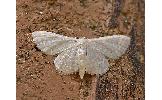 Idaea remissa