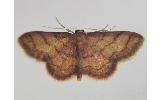 Idaea salutaria