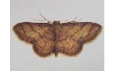 Idaea Idaea