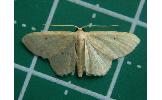 Idaea trisetata