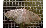 Idaea Idaea