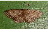 Idaea foedata