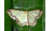 Idaea Idaea