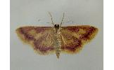 Idaea muricata minor