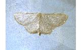 Idaea remissa