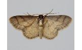 Idaea salutaria