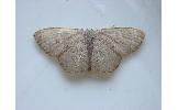 Scopula Scopula