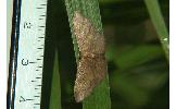 Idaea foedata