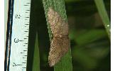 Idaea Idaea