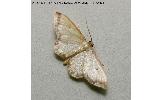 Idaea impexa impexa