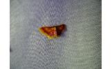 Idaea muricata minor