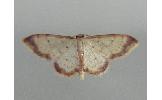 Idaea impexa impexa