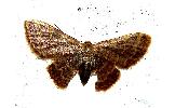 Idaea remissa