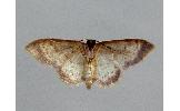 Idaea impexa impexa