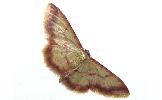 Idaea impexa impexa